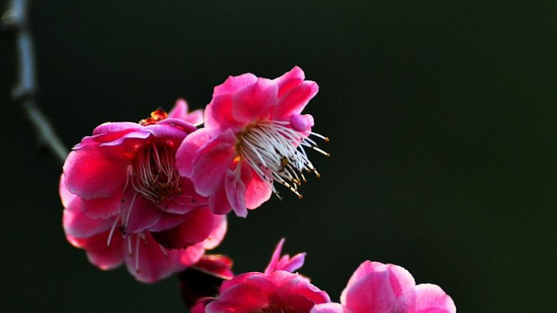 送梅花代表什么意思