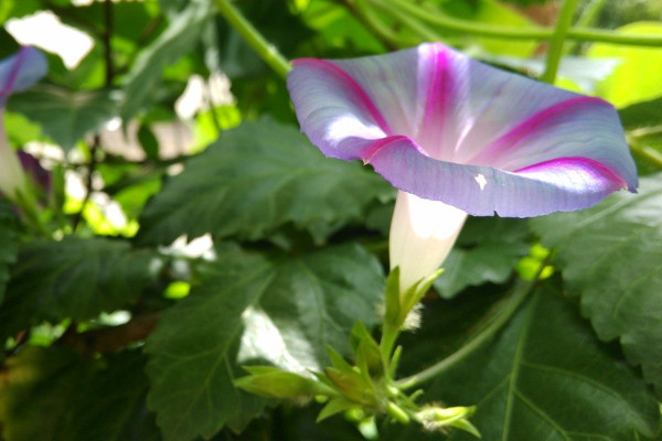 牵牛花枯叶了明年还会开吗