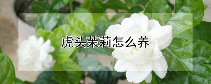 虎头茉莉怎么养