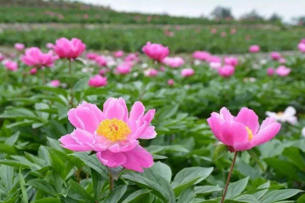 芍药花室外如何养以及冬天怎么办