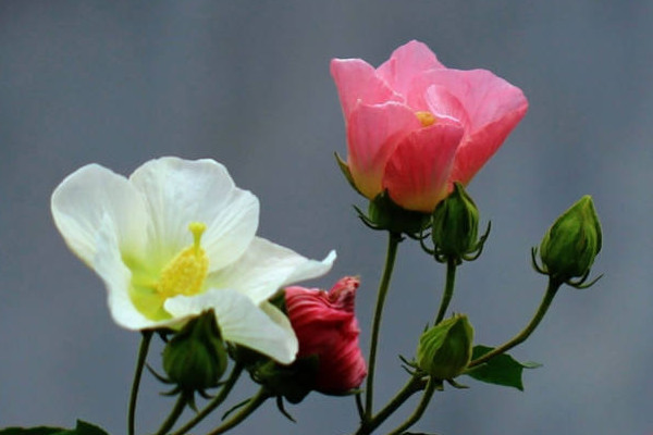 芙蓉花能不能用根繁殖