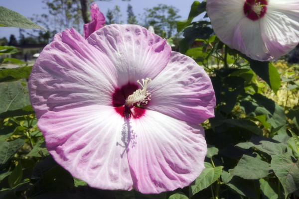 芙蓉花秋季能移栽吗