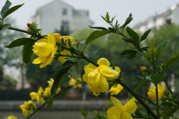 扦插的迎春花多长时间能开花