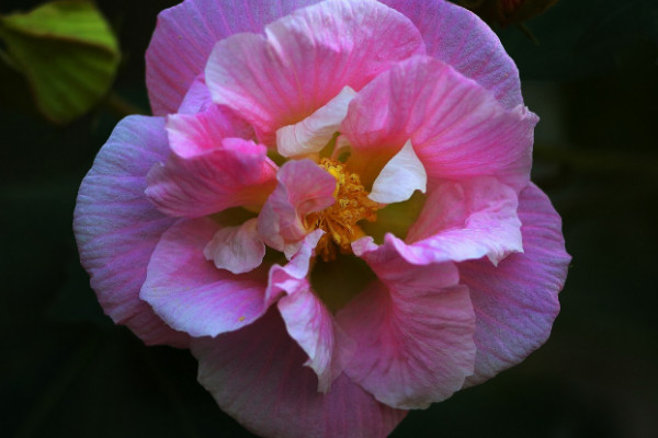 芙蓉花水生根怎么移栽盆里头