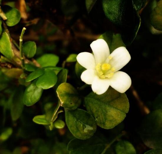 九里香的花语，代表着爱情的俘虏(美好与神圣)