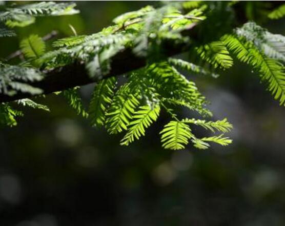 水杉与红豆杉的区别，教你三种区别方法(叶子/果子/习性)