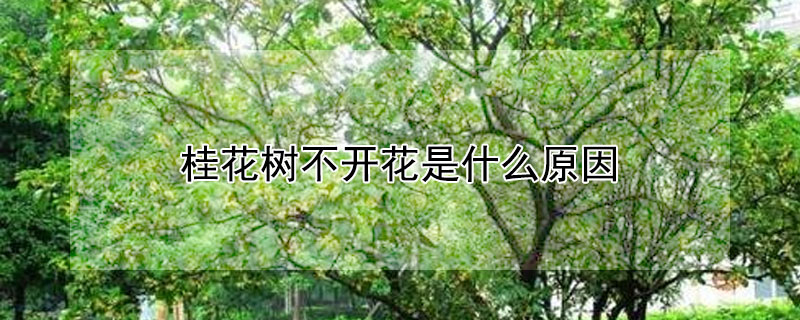 桂花树不开花是什么原因