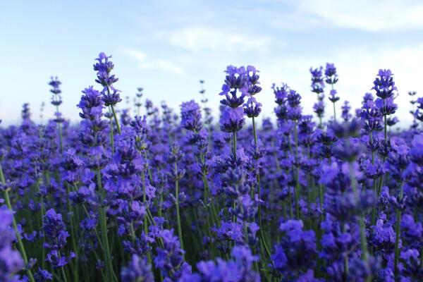 薰衣草花语图片，薰衣草代表真爱