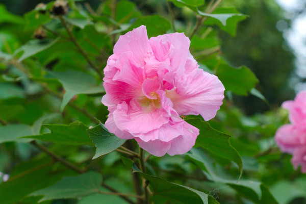 芙蓉花夏季放在哪里