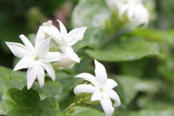 茉莉花几月发芽