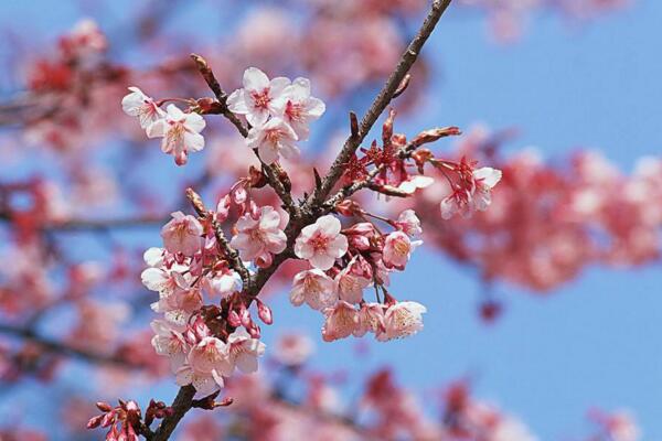 桃花怎么施肥，桃花四季施肥要点