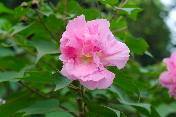 芙蓉花夏季可以水培吗