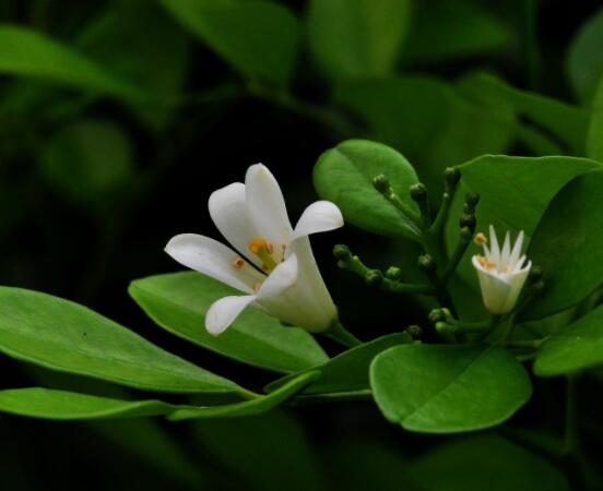 九里香花有毒吗，无毒/制作香精香料、泡茶泡酒喝