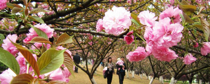 樱花冬天怎么养护