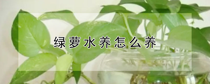 绿萝水养怎么养