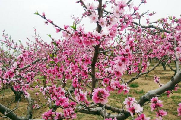 盆栽桃花的养殖方法，保证土壤、环境适宜