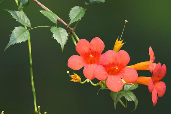 凌霄花夏天要天天浇水吗