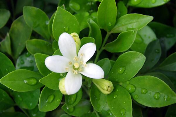 九里香的花语是什么，代表着情和爱