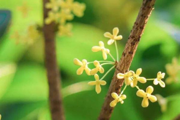 桂花不发芽是怎么回事