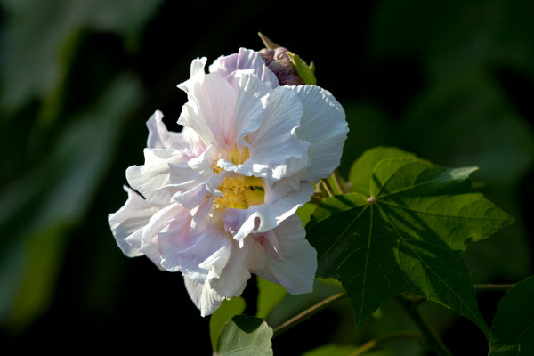 芙蓉花怎么养家庭养法