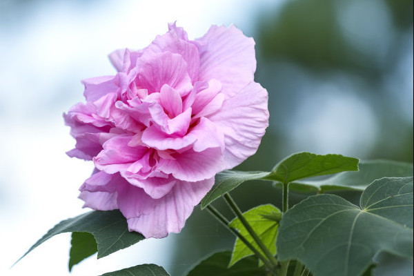 芙蓉花的茎变黑怎么办