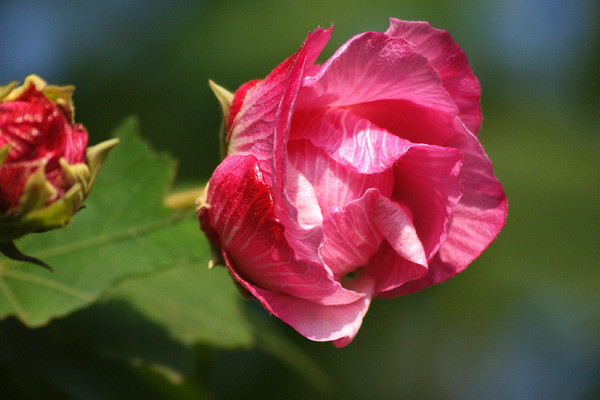 芙蓉花如何换盆浇水养护