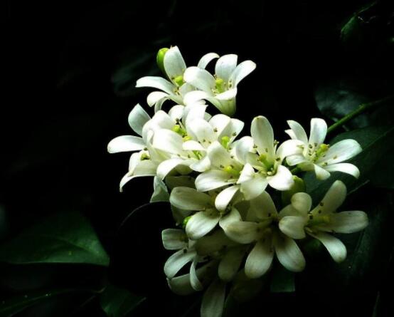 九里香每年开多少次花，一年独开一次花(花期4-8月)