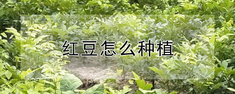 红豆怎么种植