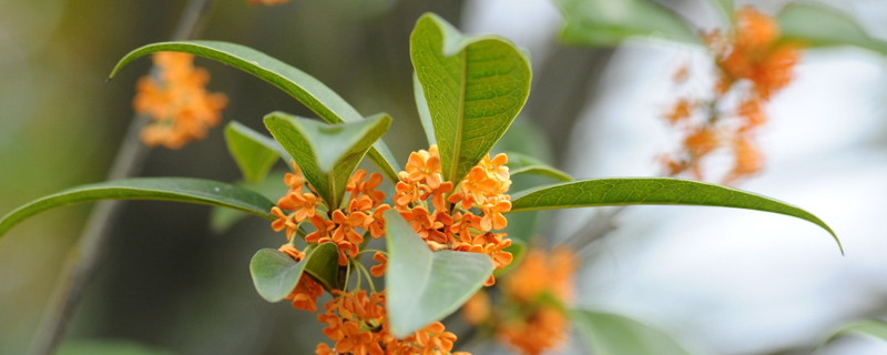 桂花什么时候剪枝