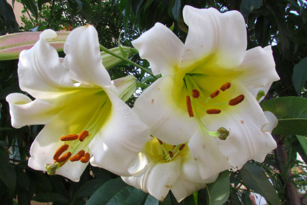 百合花一年开几次花期