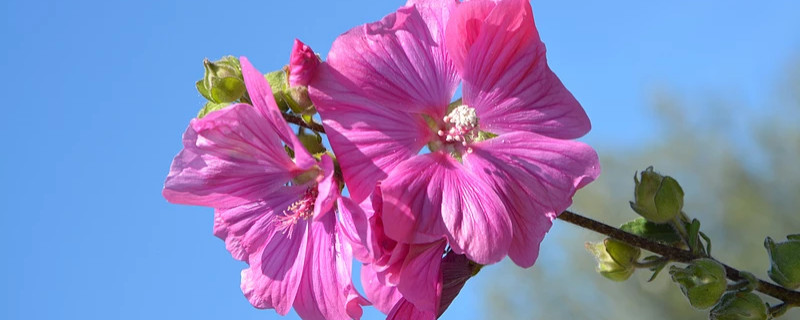 芙蓉花叶子发白怎么回事