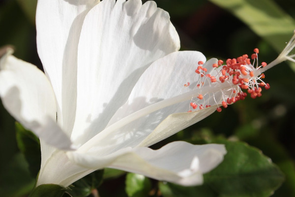 白色扶桑花花语