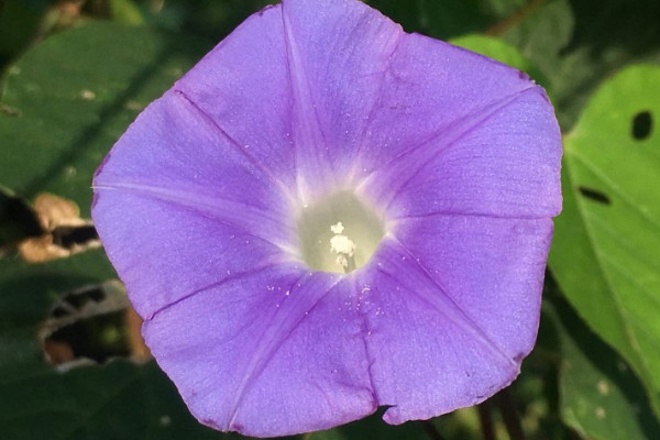 牵牛花是什么植物