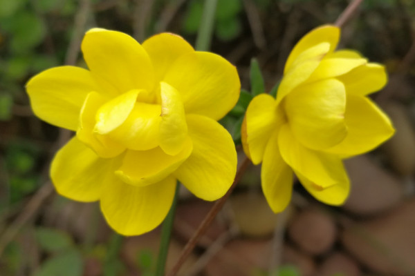 迎春花没死但不发芽