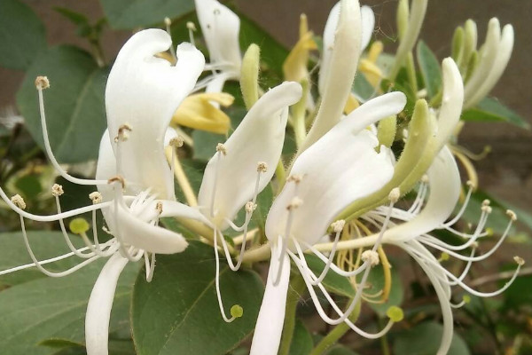 金银花种植方法及时间