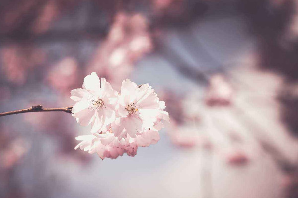 樱花种子怎么催芽，沙藏法/高温浸泡/冷藏法