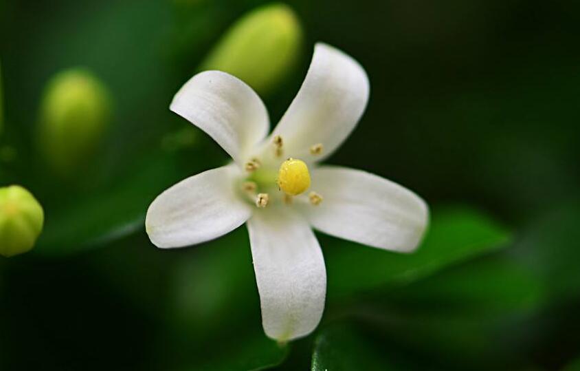 九里香花可以吃吗，能吃/但是常被当做药物使用