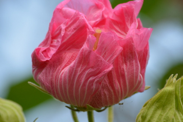 芙蓉花的茎烂是咋回事