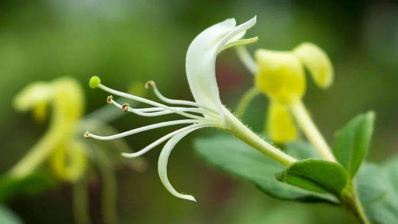 金银花怎么种植好