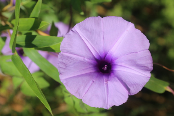 牵牛花在北方能过冬吗