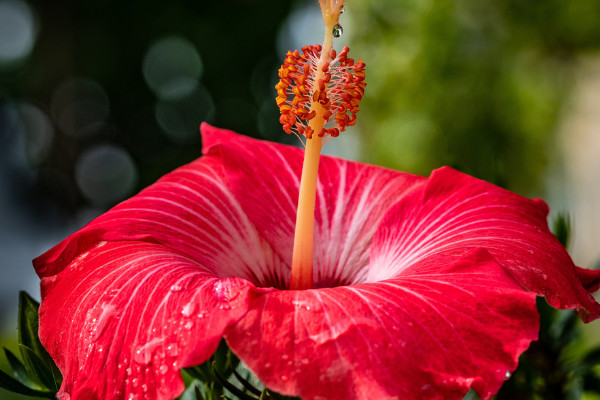 芙蓉花长种球后怎么办