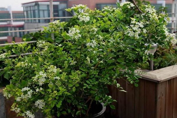 九里香花期多少，每年4月份开花（花期4个月）