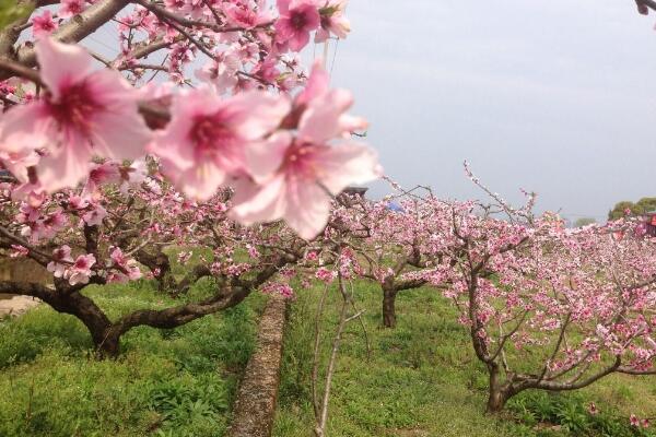 如何延长桃花花期，加强光照并保证养分