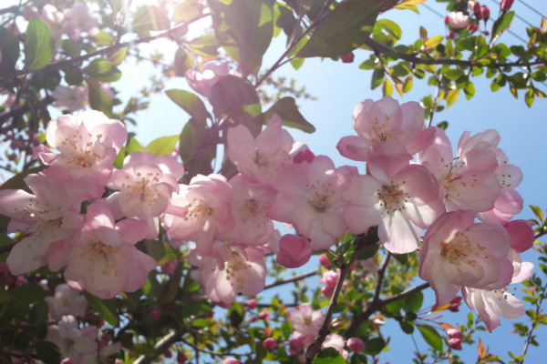 樱花种子怎么催芽，沙藏法/高温浸泡/冷藏法