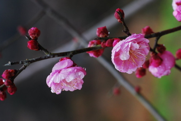 梅花的雅称