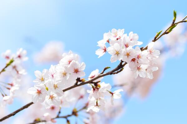 樱花掉叶子要怎么办，加强日常养护最为重要