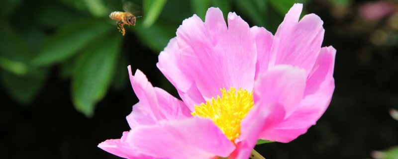 芙蓉花种子的播种方法