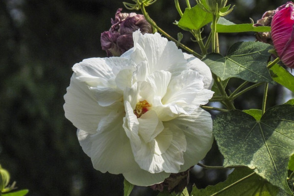 芙蓉花施肥多少为宜