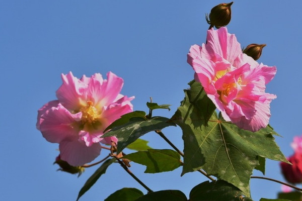 芙蓉花根部能泡水生根吗