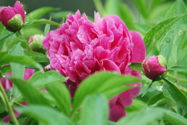 芍药花冬天需要移到室内吗